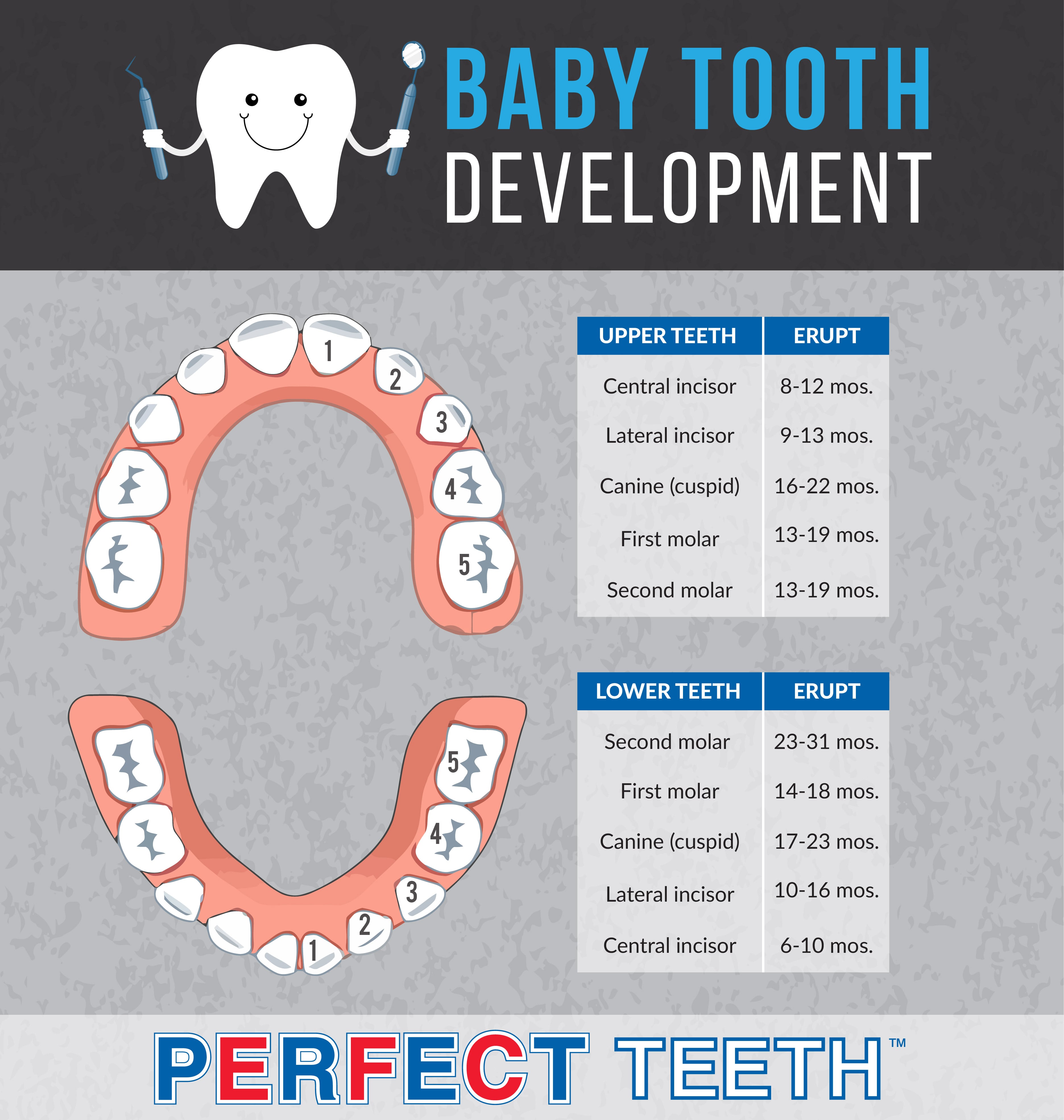 When Lose Baby Teeth Chart